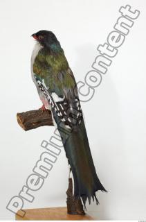 Cuban Trogon-Priotelus temnurus 0005